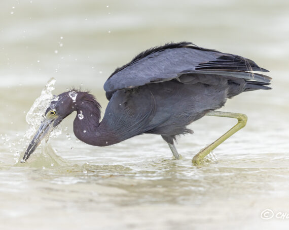 Little Blue Heron