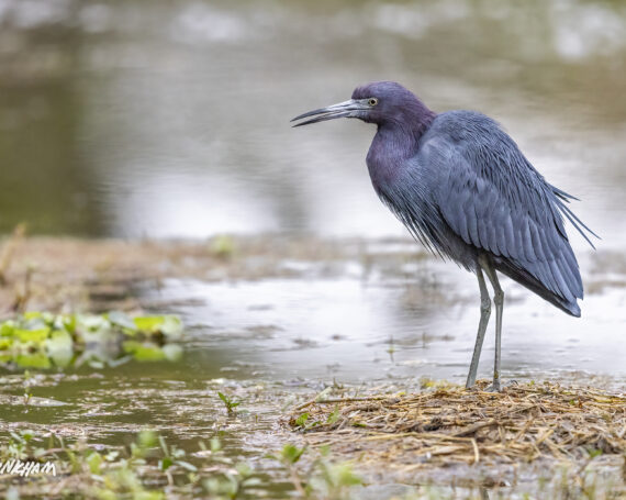 Little Blue Heron