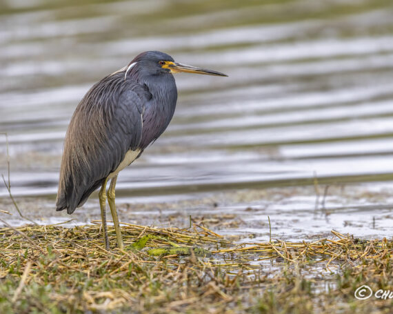 Tri-Colored Heron