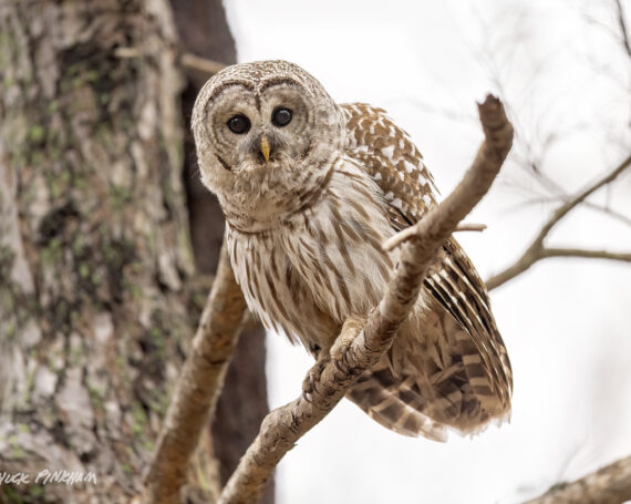 Barred Owl