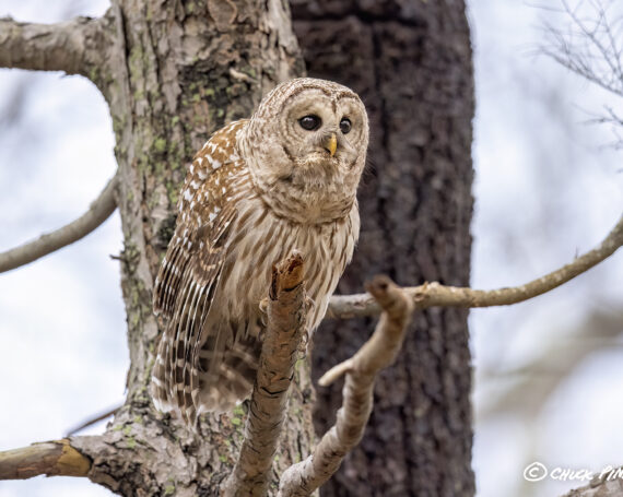 Barred Owl