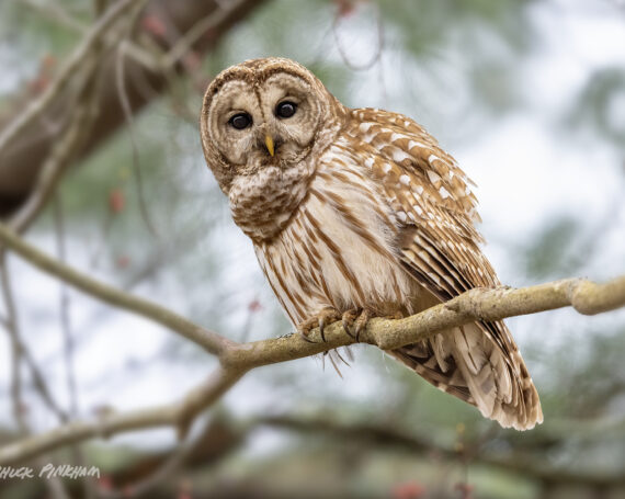 Barred Owl