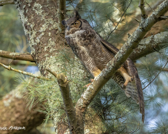 Great Horned Owl