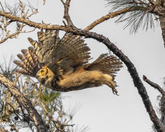 Great Horned Owl