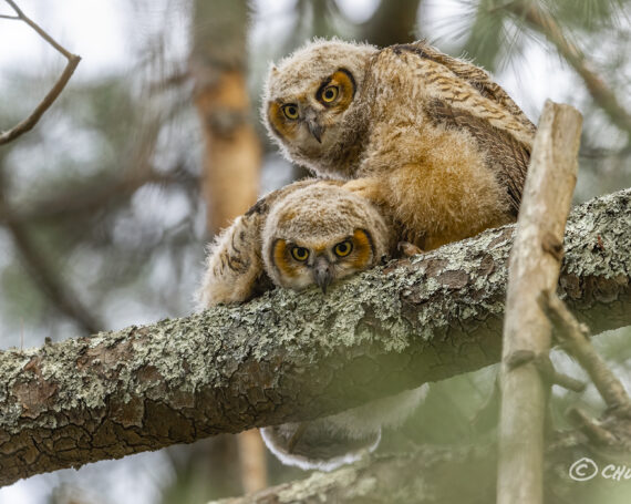 Great Horned Owlets